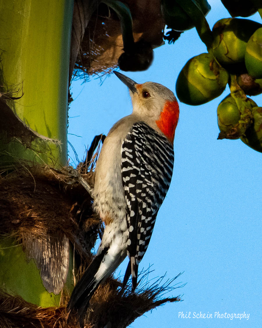 Red Bellied Woodpecker jpeg