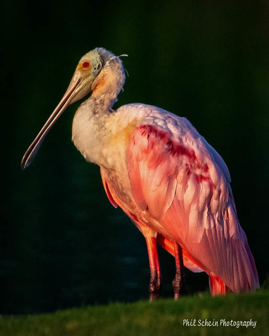 Roseate Spoonbill jpeg
