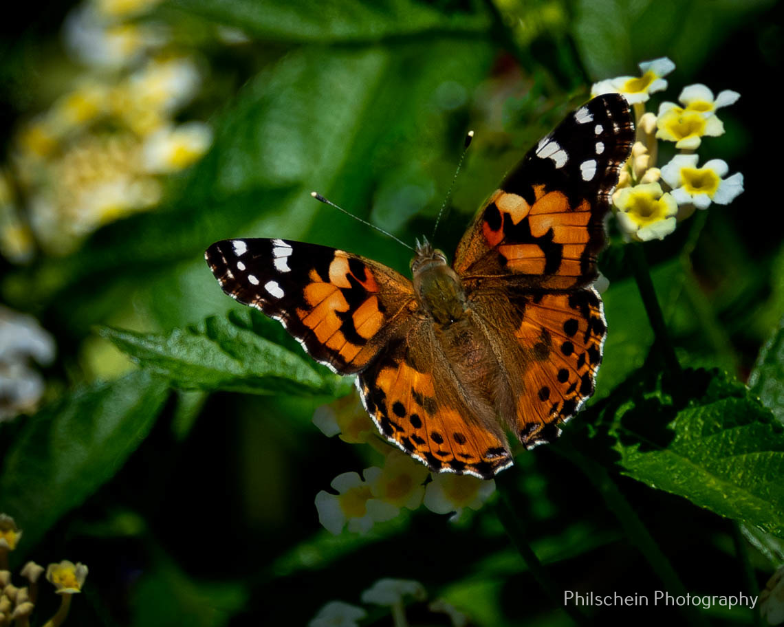 Monarch 5 backyard (1 of 1)