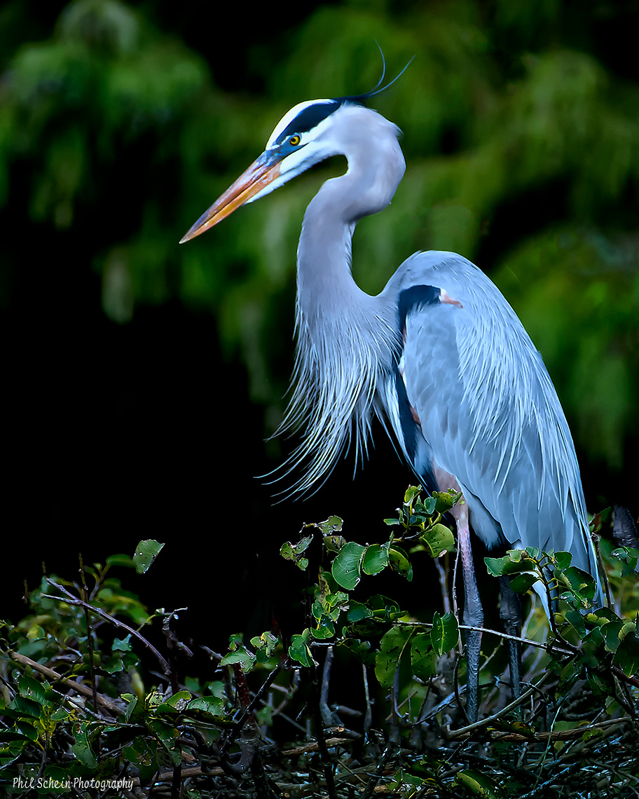 Great Blue Heron