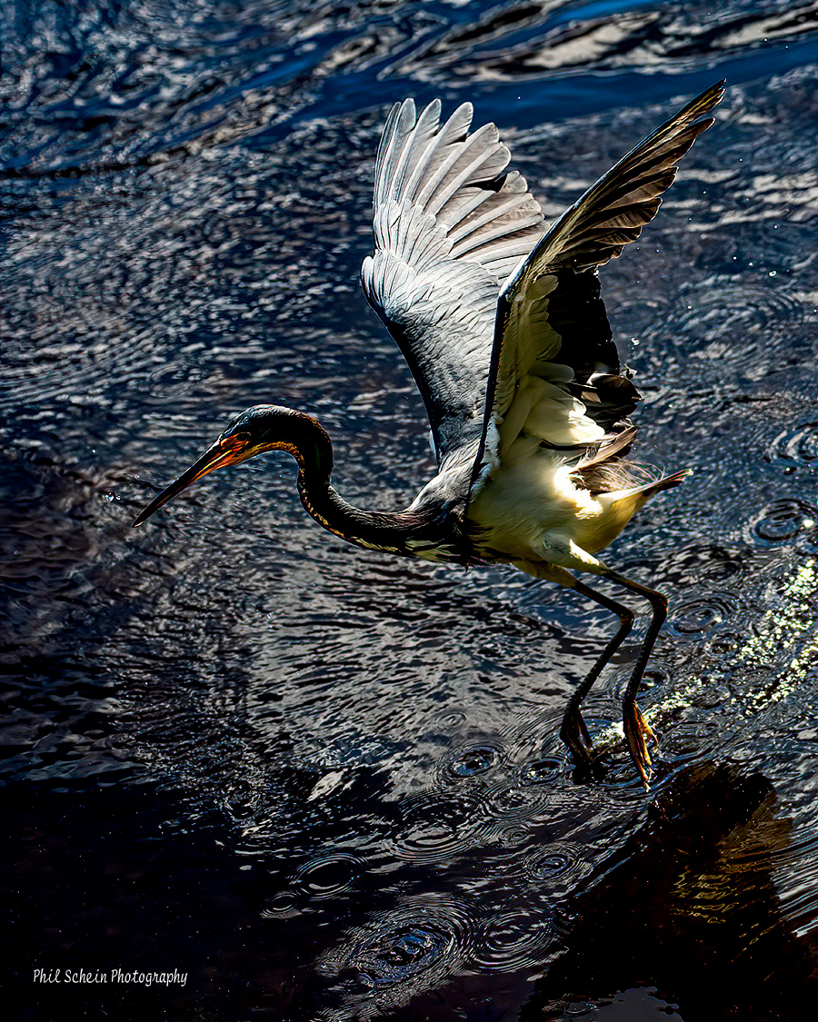 Tricolor heron in flight_