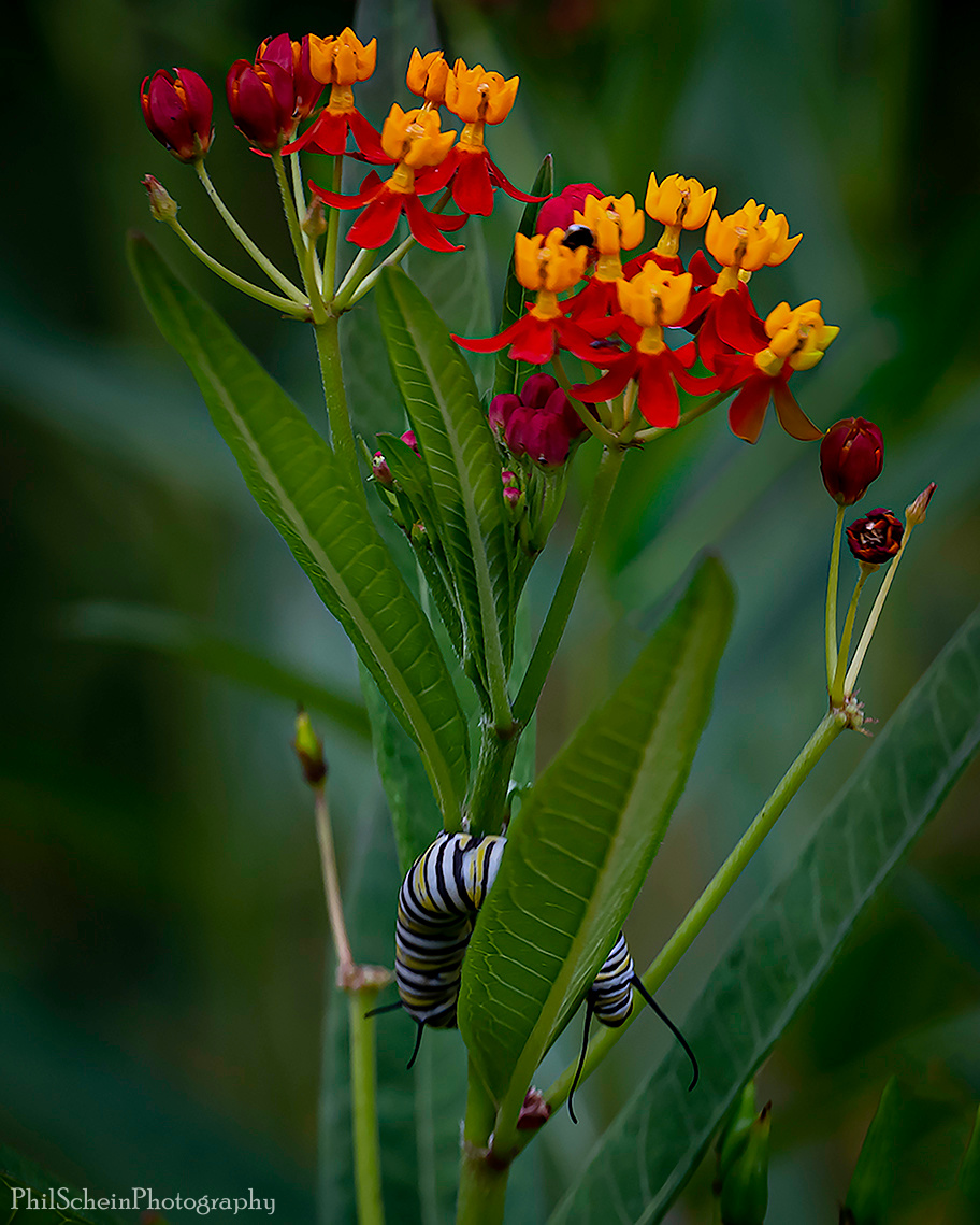 Monarch cacoon jpeg