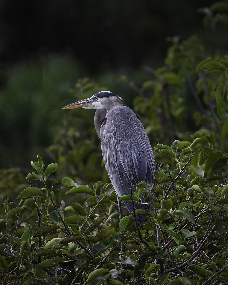 Blue Heron 4 jpeg