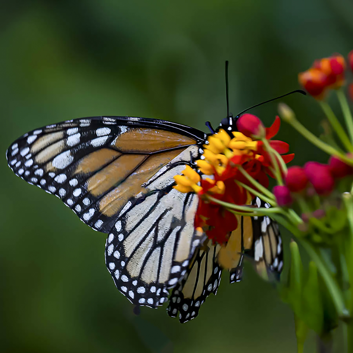 Butterfly at work jpeg