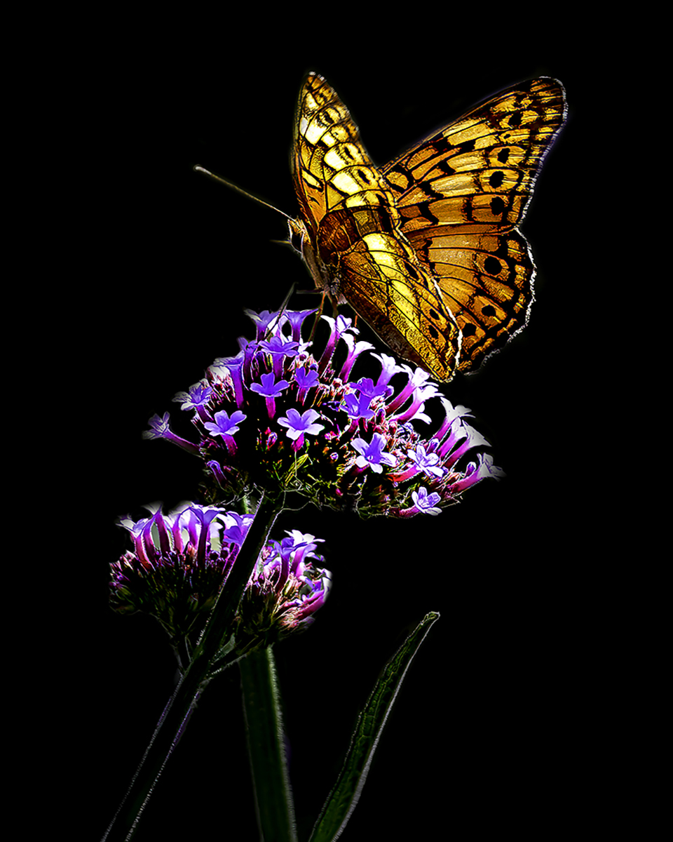 Butterfly on purple jpeg