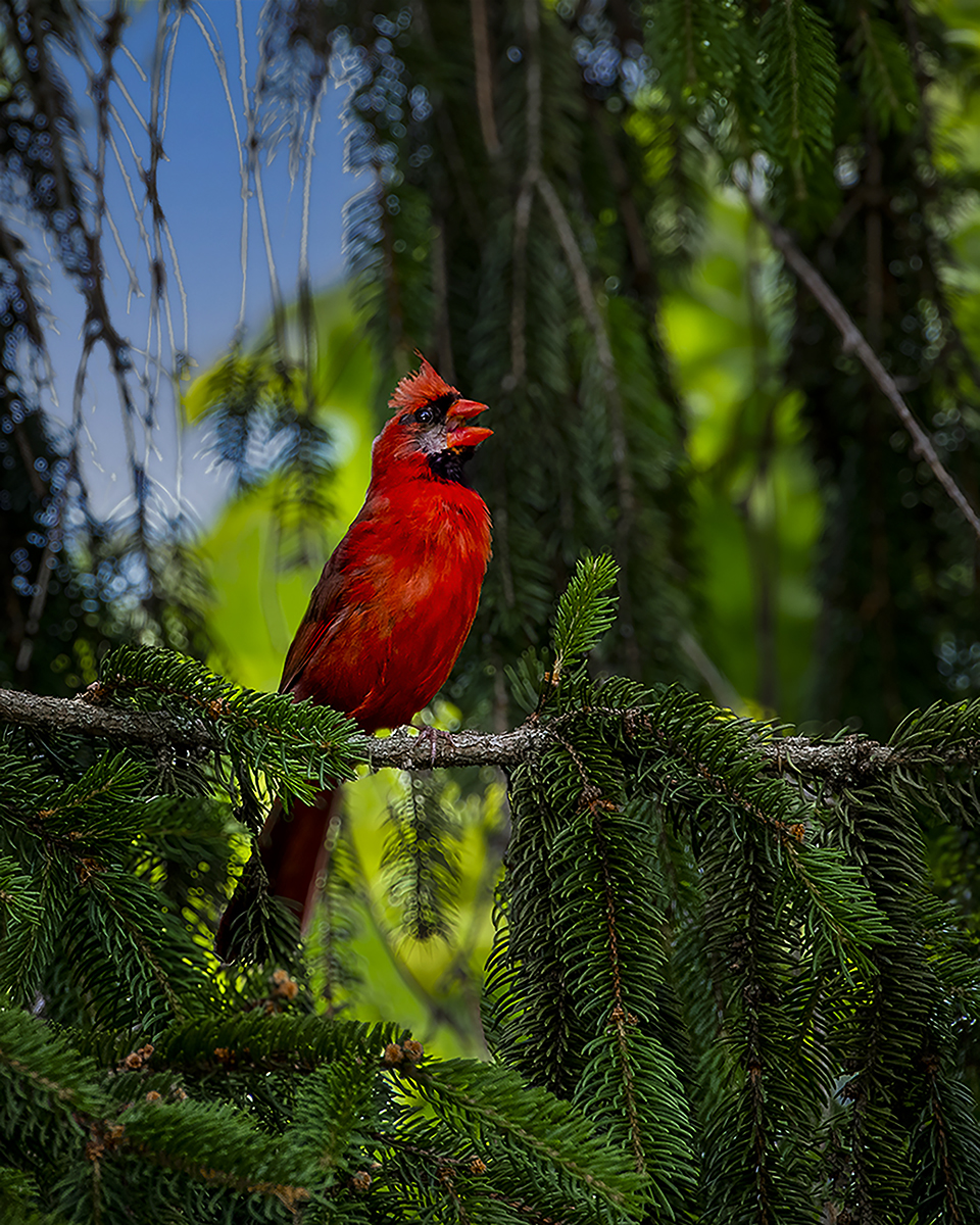 Cardinal 2 jpeg