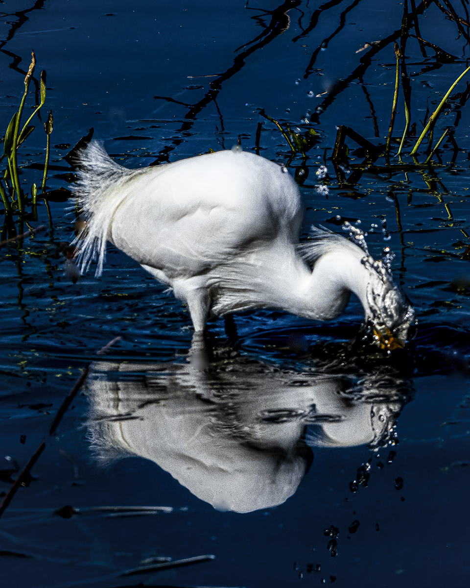 Duck relfection jpeg