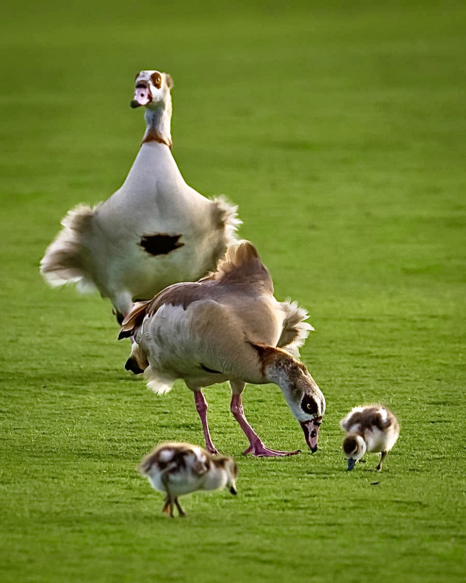 Egyptian geese family jpeg_