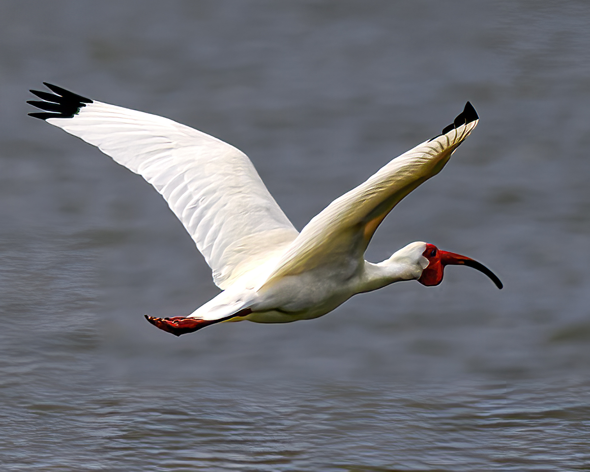 Flying jpeg 5 2025