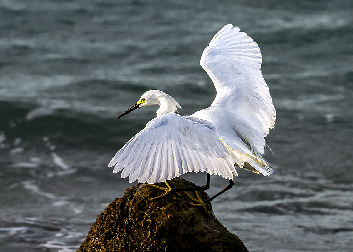 LightHeron on rock (1 of 1)-gigapixel-standard v2-4x copy
