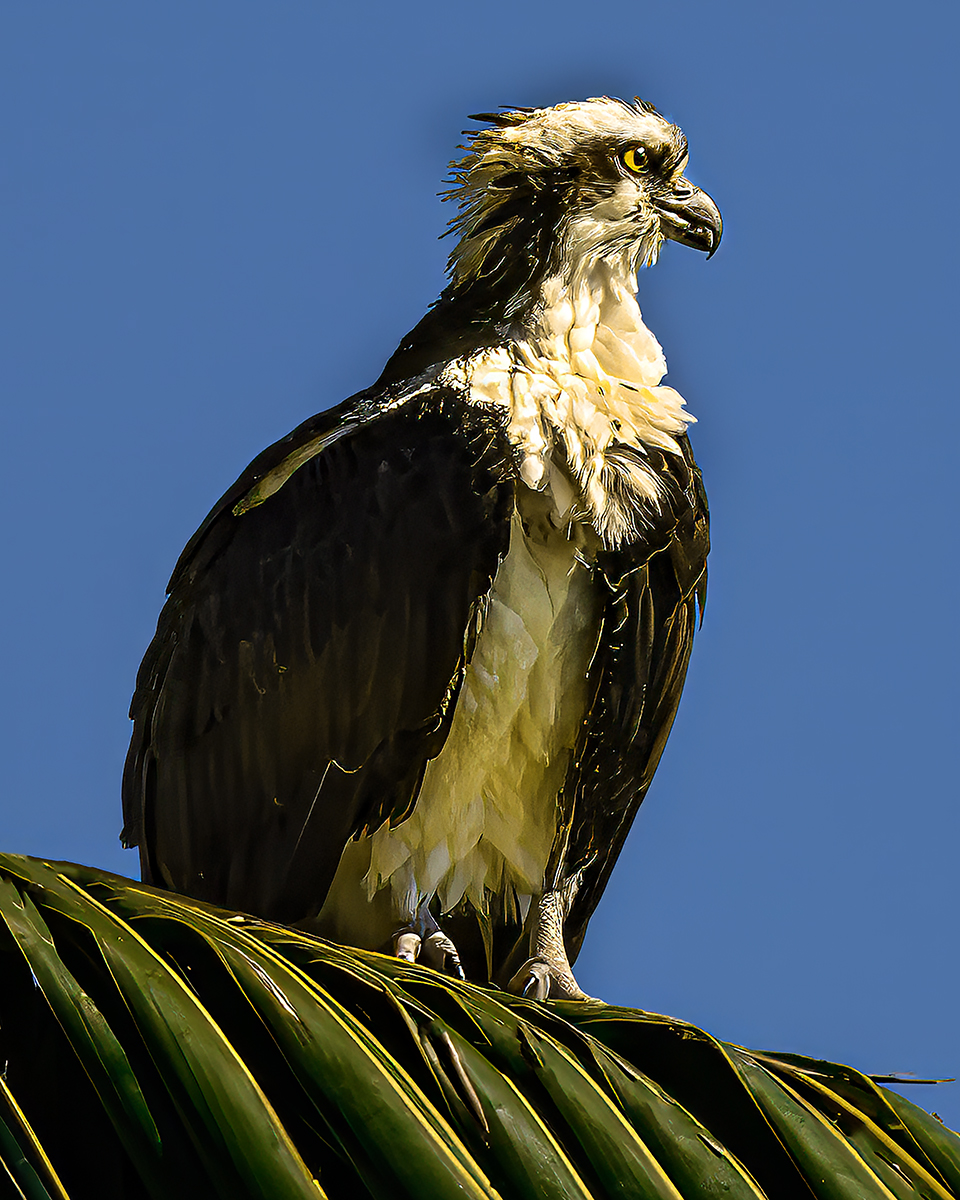 Osprey in the morning 2 jpeg