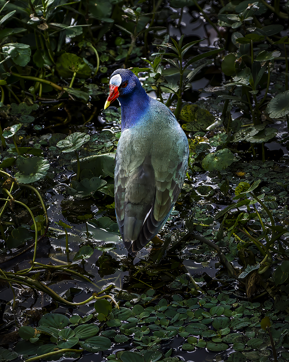 Pretty bird Jpeg