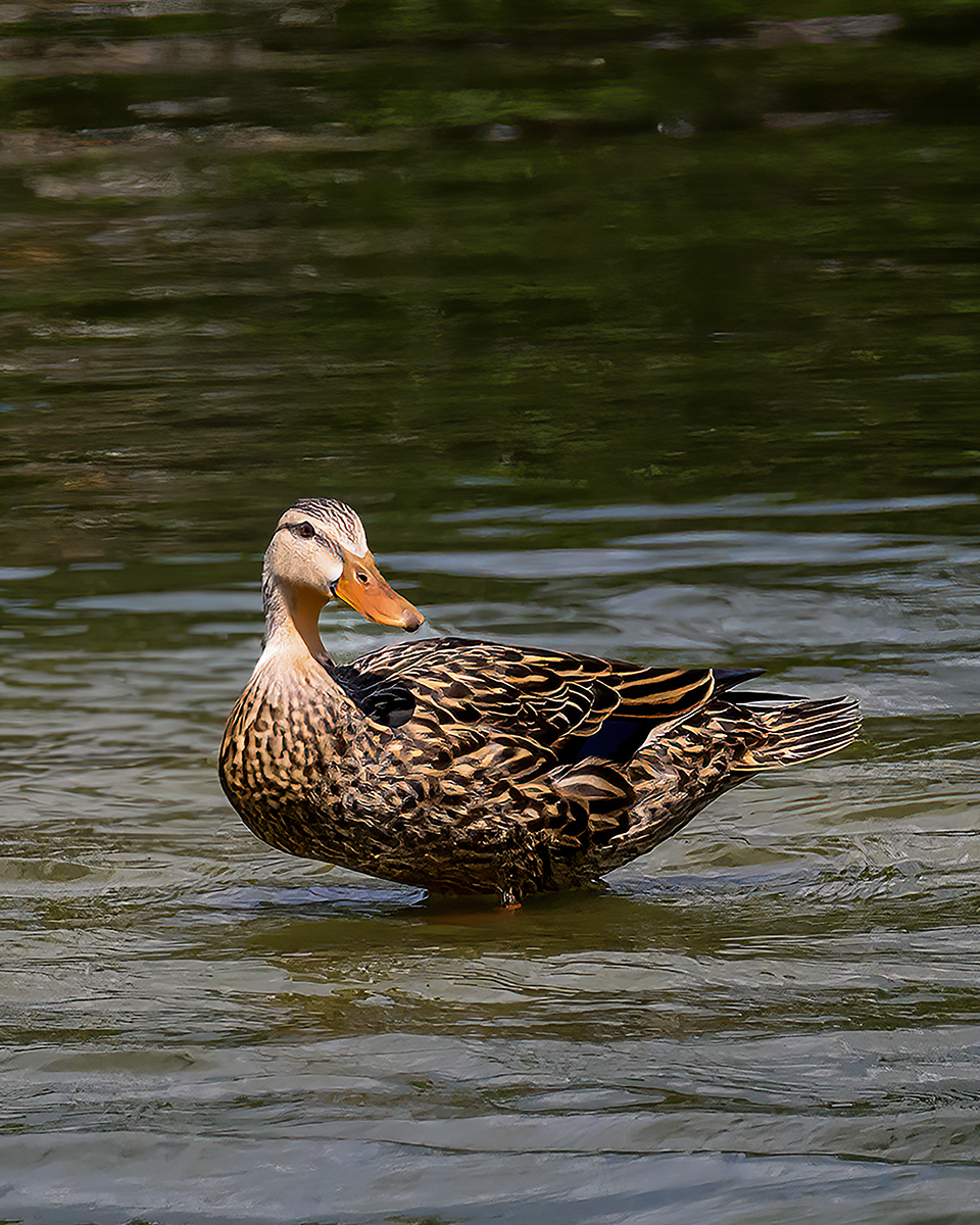 Quack jpeg May 2025