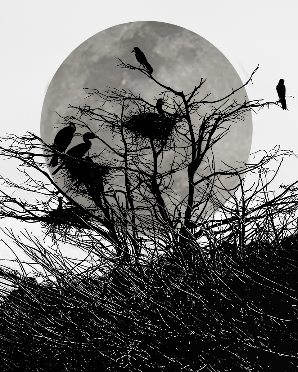 Shilhoutted birds and Moon jpeg