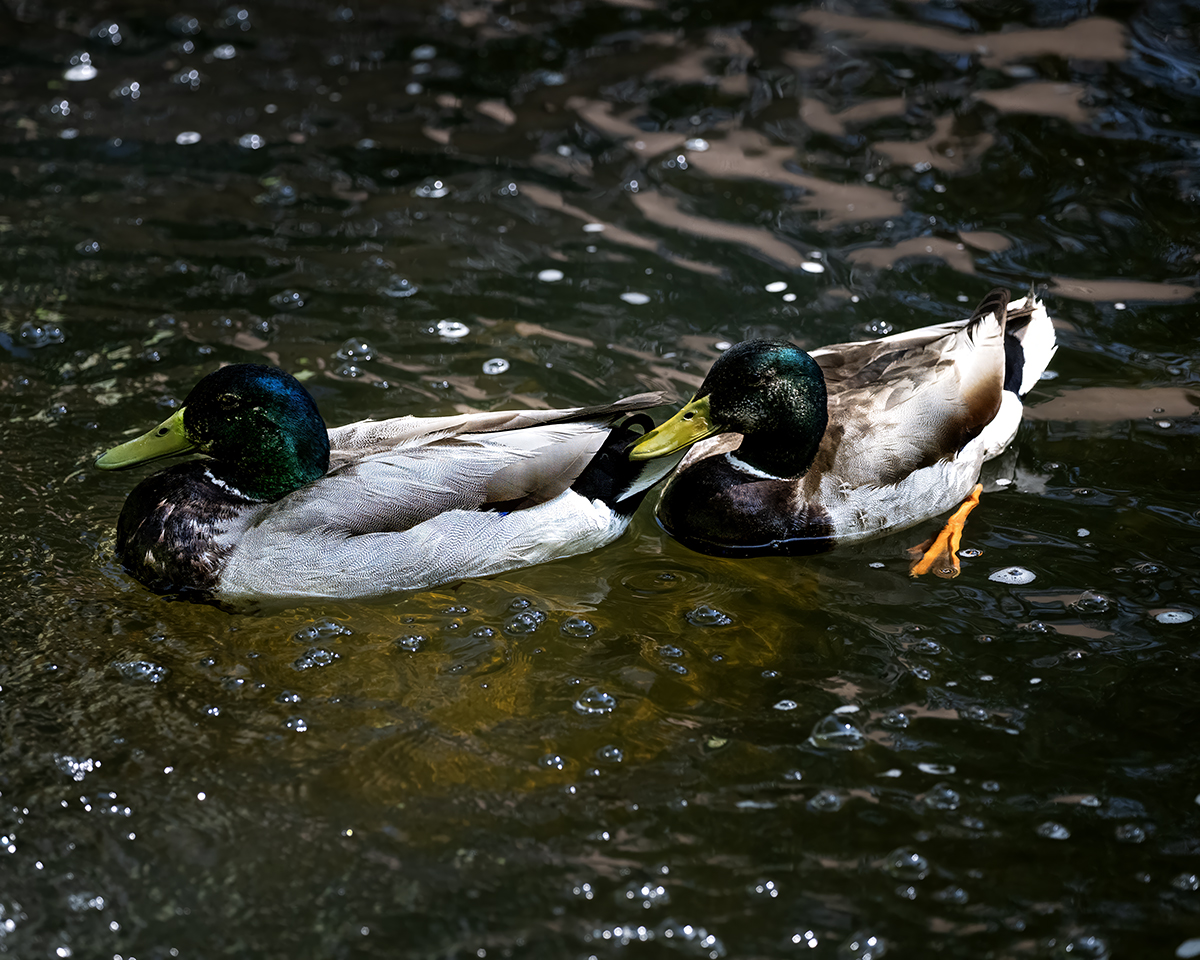 Ducks jpeg