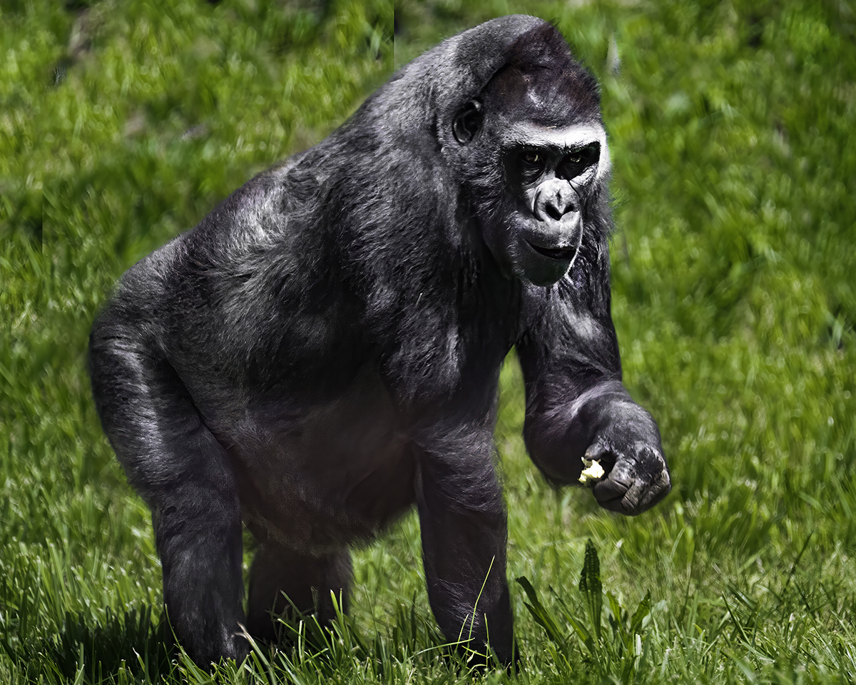 Gorilla 2 jpeg