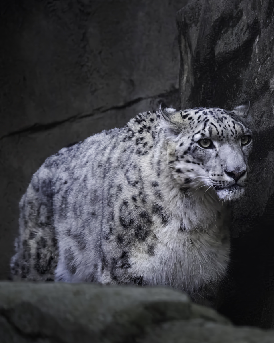 Snow leopard jpeg