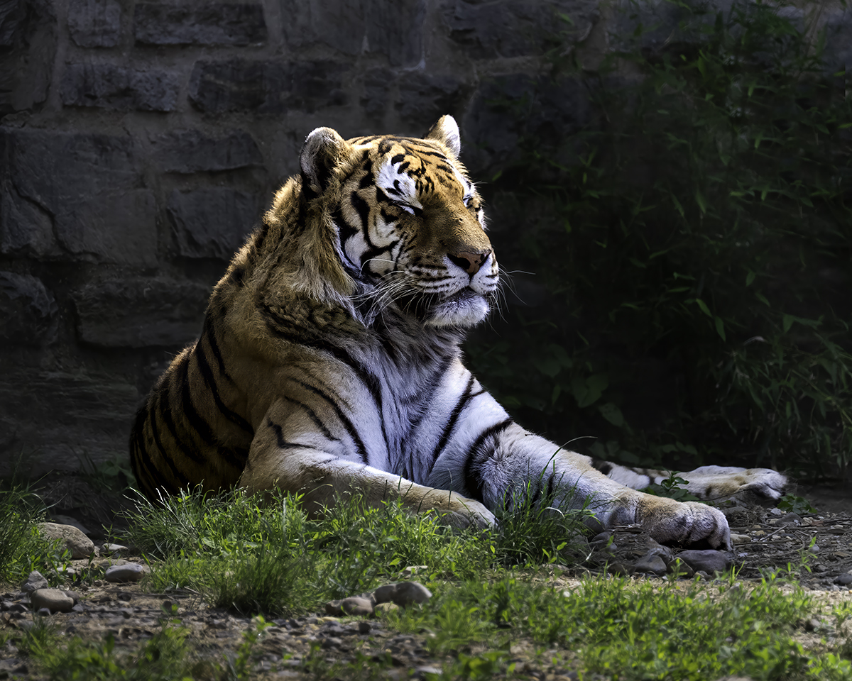 Tiger jpeg